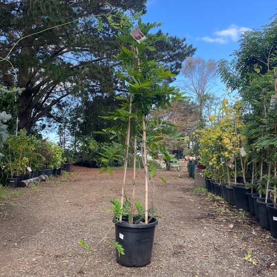 Wisteria floribunda Rosea (Honbeni)