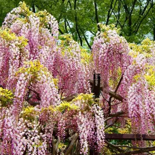 Wisteria floribunda Rosea (Honbeni)