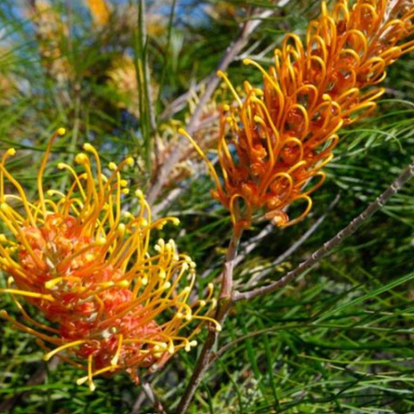 Grevillea Honey Barbara
