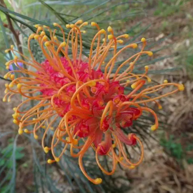 Grevillea Honey Barbara