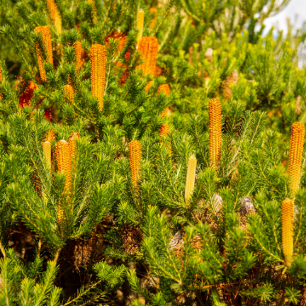 Banksia spinulosa Honeyeater Delight