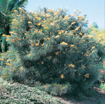 Grevillea Honey Gem