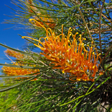 Grevillea Honey Gem