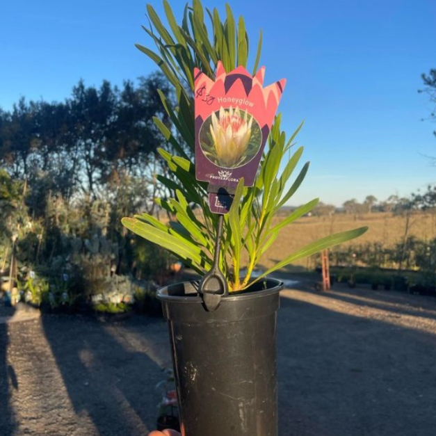 Protea repens Honeyglow