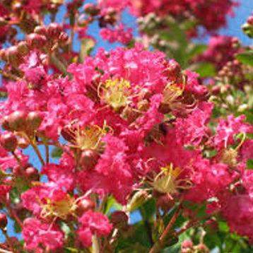 Lagerstroemia indica Houston Crepe Myrtle