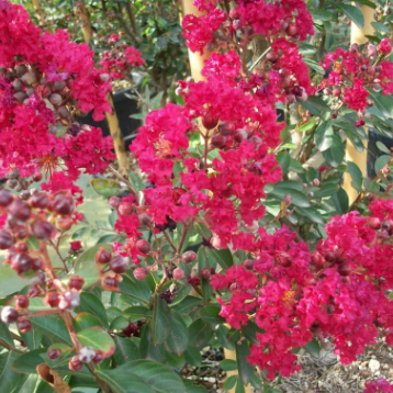 Lagerstroemia indica Houston Crepe Myrtle