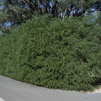Acacia howittii Sticky Wattle