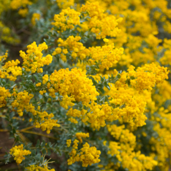 Acacia howittii Sticky Wattle