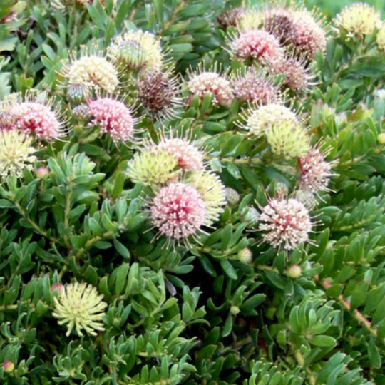 Leucospermum heterophyllum Hullabaloo