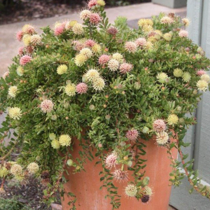 Leucospermum heterophyllum Hullabaloo