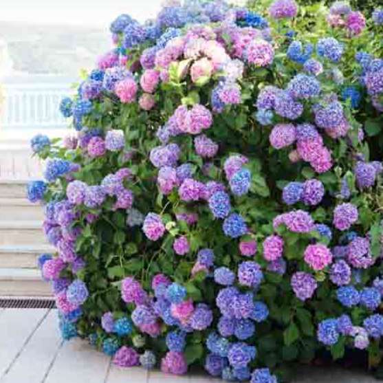 Hydrangea macrophylla