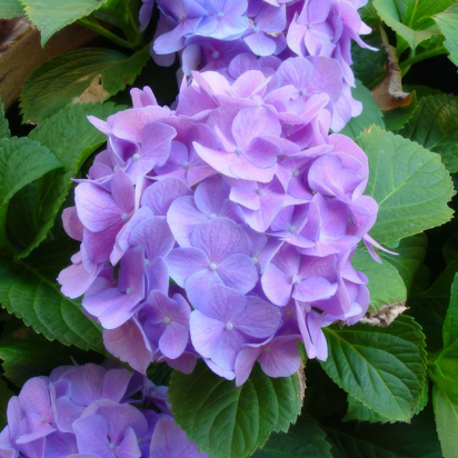 Hydrangea macrophylla