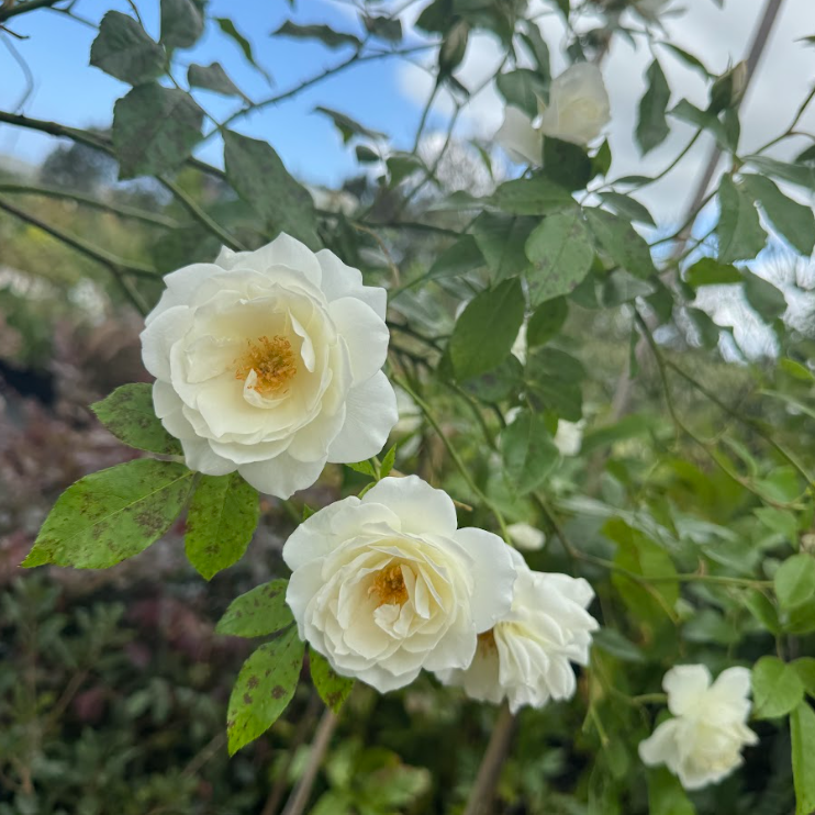 Iceberg rose (2ft Standards)