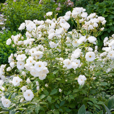 Iceberg rose (2ft Standards)