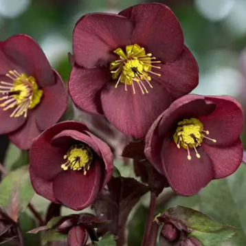 Helleborus Ice N Roses Merlot