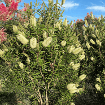 Callistemon PBR Icy Burst™