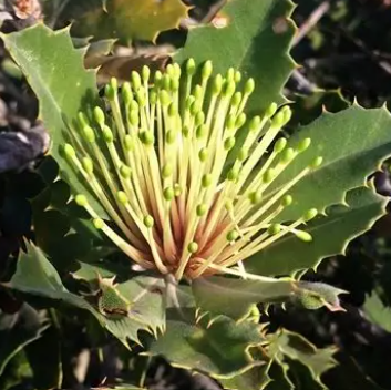 Banksia ilicifolia