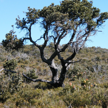 Banksia ilicifolia