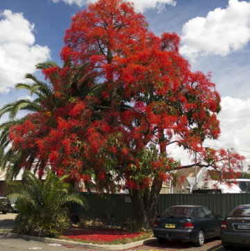 Brachychiton acerifolius Illawarra Flame Tree