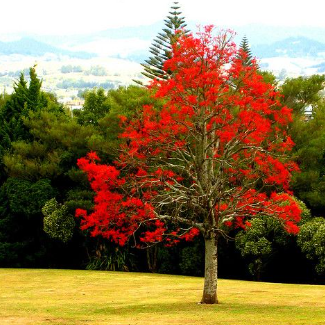 Brachychiton acerifolius Illawarra Flame Tree