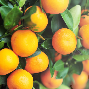 Citrus reticulata Imperial Mandarin Dwarf