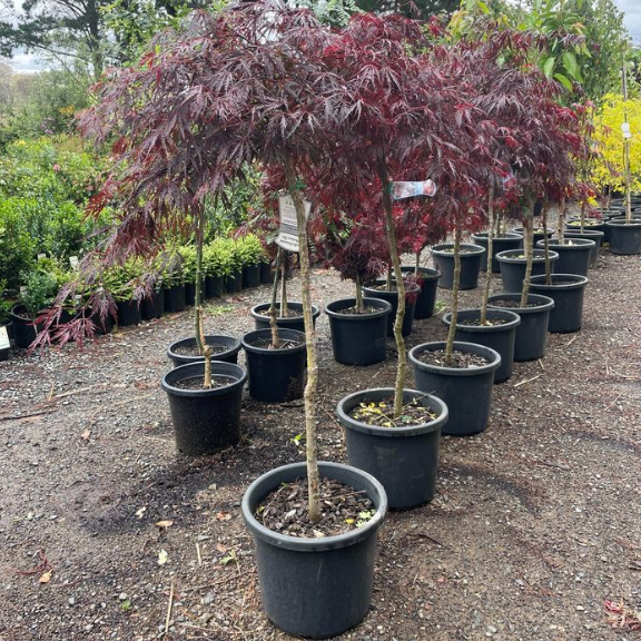 Acer palmatum dissectum Inaba Shidare