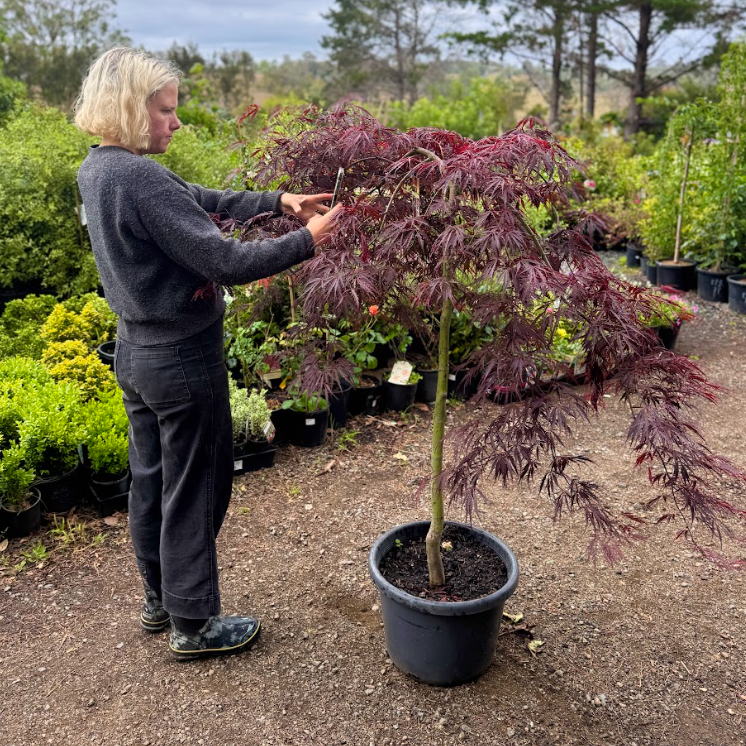 Acer palmatum dissectum Inaba Shidare