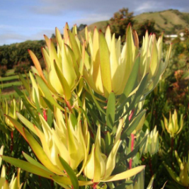 Leucadendron Inca Gold