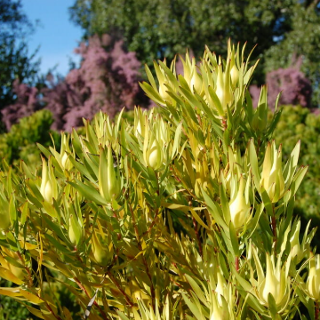 Leucadendron Inca Gold