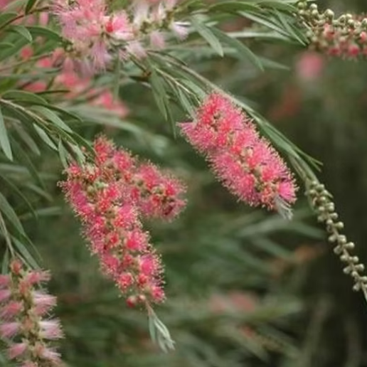 Callistemon Injune Pink