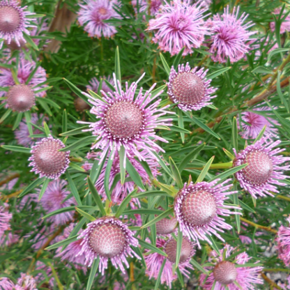 Isopogon cuneatus