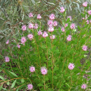 Isopogon cuneatus