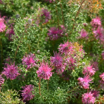 Isopogon formosus