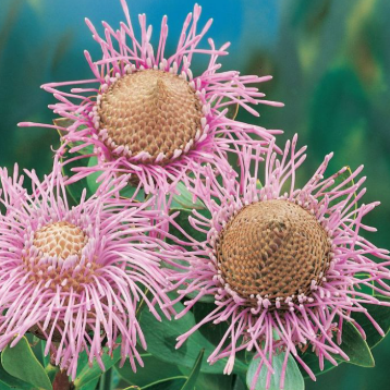 Isopogon cuneatus Pink Bouquet PBR