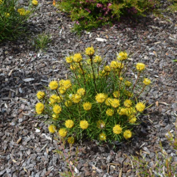 Isopogon anemonifolius Sunshine