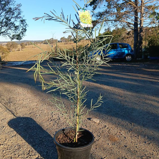 Acacia iteaphylla Flinders Range Wattle