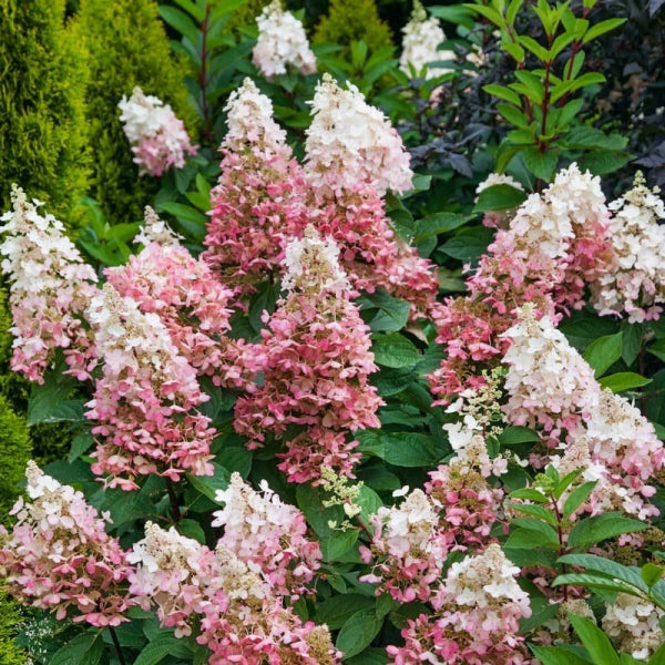 Hydrangea paniculata Candlelight