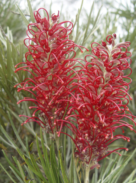 Grevillea 'Goliath' Grafted