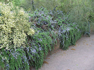 Rosmarinus officinalis Blue Lagoon