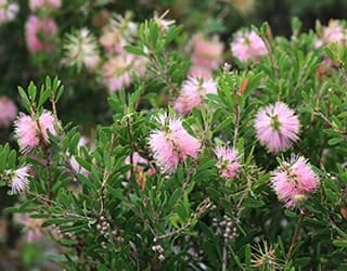 Callistemon PBR Sweet Burst tm