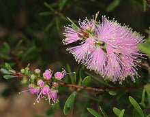 Load image into Gallery viewer, Callistemon PBR Sweet Burst tm
