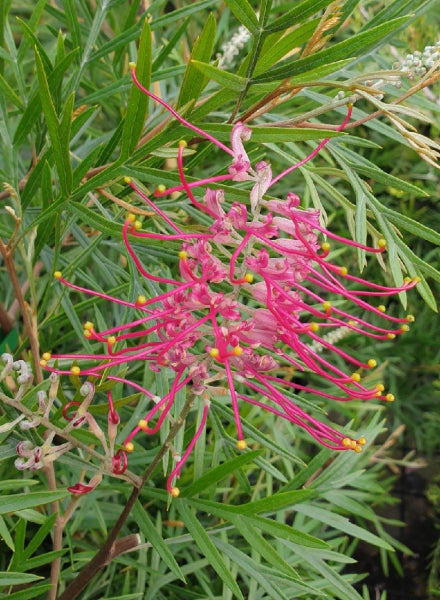 Grevillea hybrid (banksii 'prostrate' x 'Bronze Rambler') Metal Red