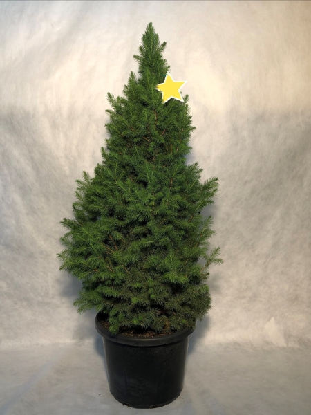 Picea Glauca 'Super Star'