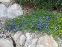 Load image into Gallery viewer, Dampiera diversifolia Mat Blue
