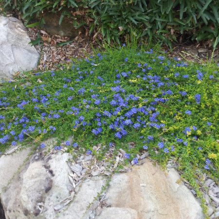 Dampiera diversifolia Mat Blue