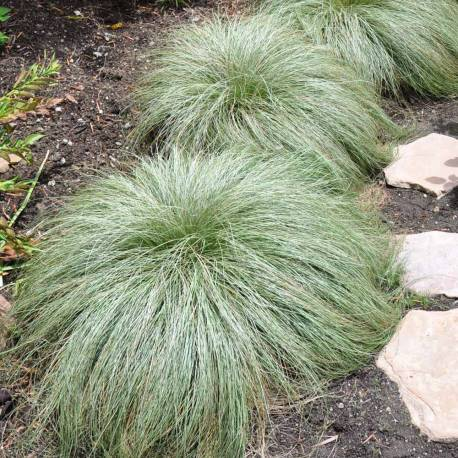 Carex Frosted Curls