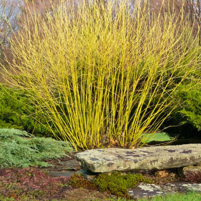 Cornus sericea flaviramea Yellow Stem Dogwood