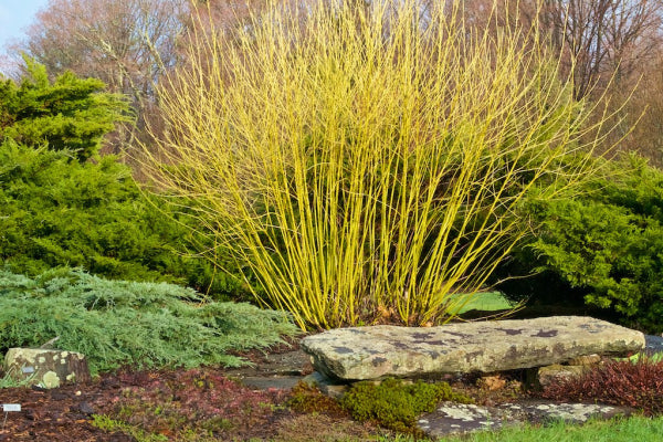 Cornus sericea flaviramea Yellow Stem Dogwood