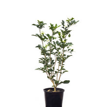 Load image into Gallery viewer, Murraya paniculata
