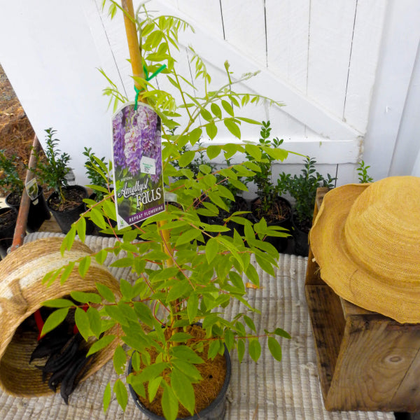 Wisteria frutescens Amethyst Falls